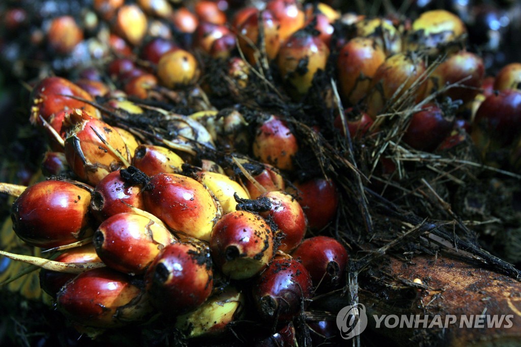 '열대우림 파괴' 팜유 대체 길 열리나…신개발 효모 주목