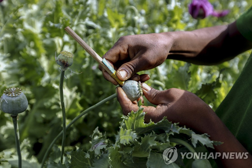 미얀마, 쿠데타 이후 아편 생산량 급증…작년 88%↑