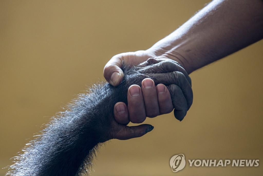 사람이 침팬지 몸짓 이해…"공통조상이 하던 행동인 듯"