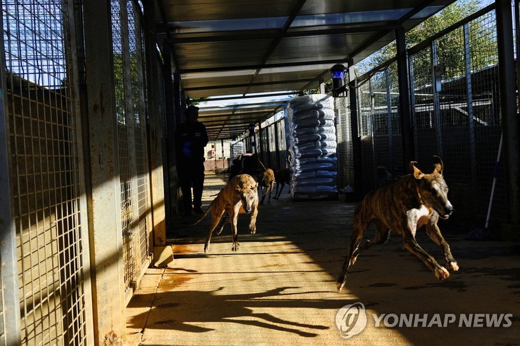 사냥철 끝나면 버려지는 개들…스페인 동물보호법안에 찬반 시끌