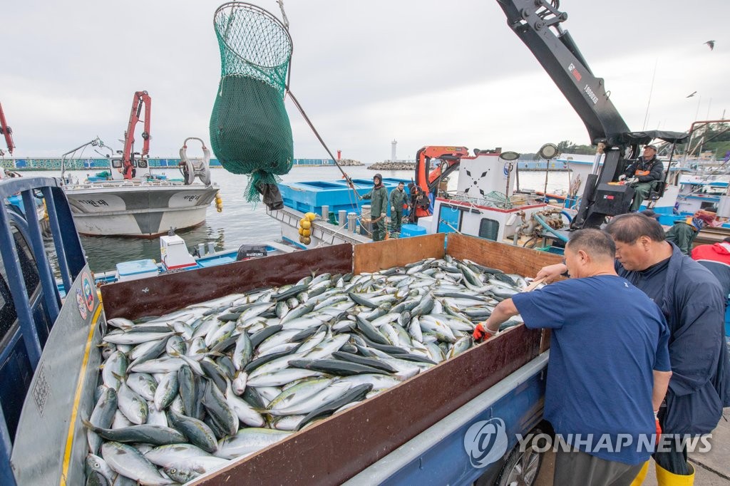 동해안 대세 어종 '방어'…자원 소득화 7억6천만원 투자