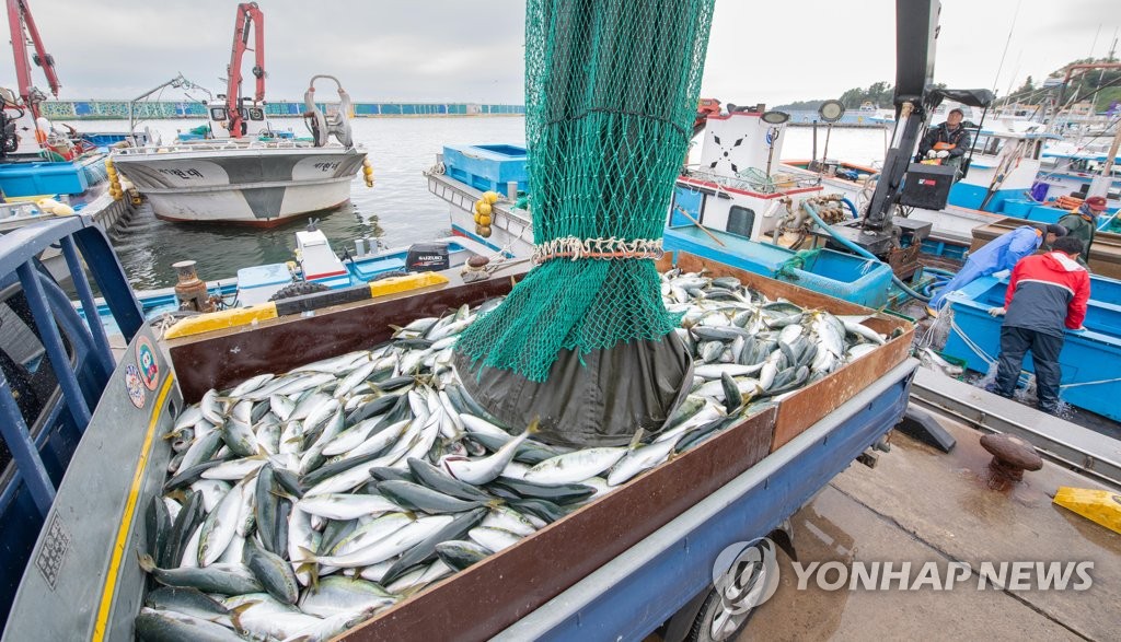 동해안 대세 어종 '방어'…자원 소득화 7억6천만원 투자