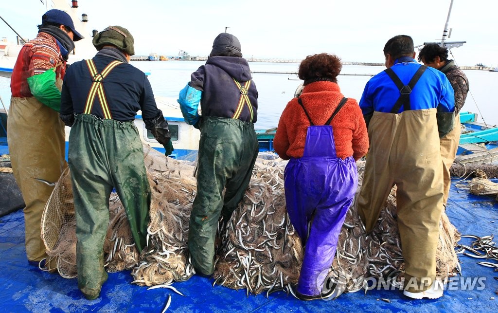 속초항 양미리 조업 종료…어획량·어획고 전년보다 증가