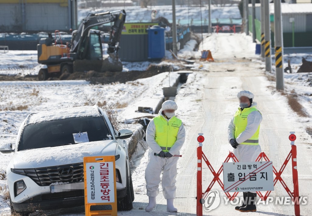 지난해 10∼12월 가금농장 56곳서 AI…새해엔 확산세 꺾일까