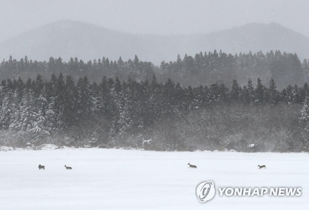 제주 밤늦게 눈 시작…낮 최고 9∼12도