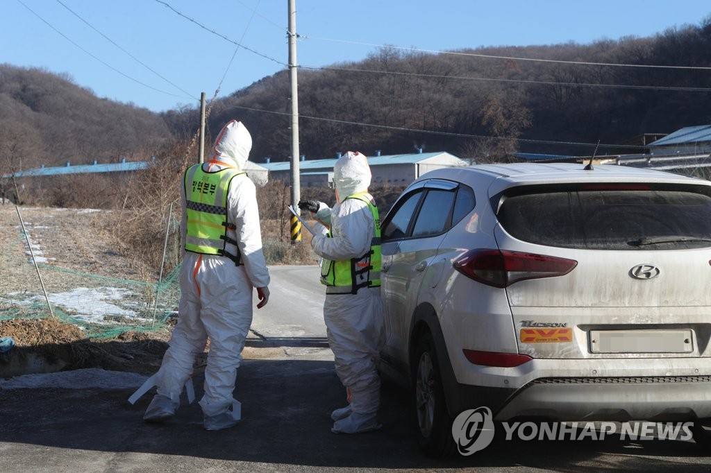 전남 영암 육용오리농장 AI항원 검출…25번째