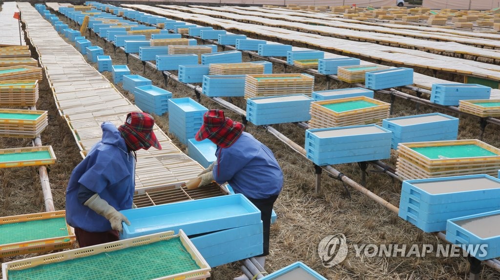 소한 추위가 반갑다…겨울이 만드는 여름 식품 '한천'