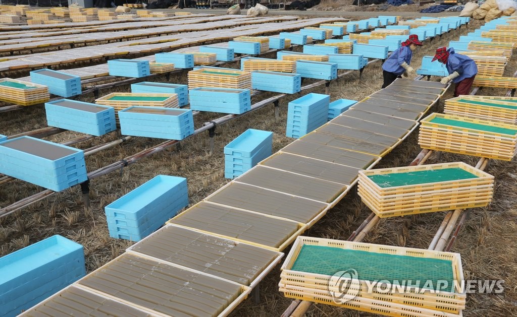 소한 추위가 반갑다…겨울이 만드는 여름 식품 '한천'