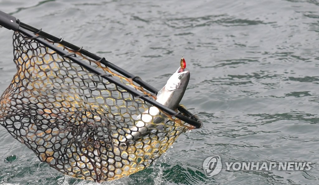 산천어와 3년만에 조우…화천산천어축제 이틀간 26만명 인파(종합)