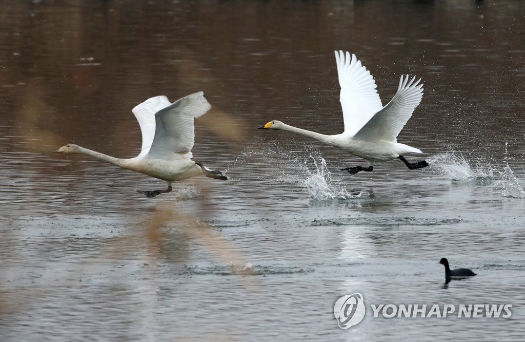 전국에 겨울철새 139만마리…혹한·폭설에 한달새 17만마리 줄어