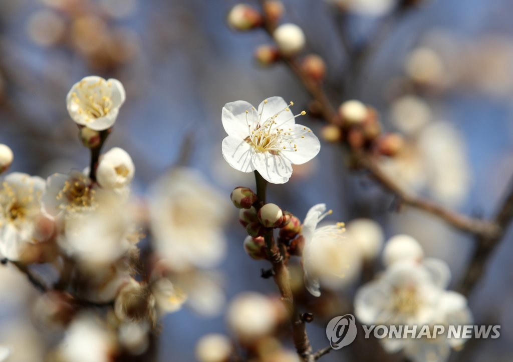 오전부터 중국발 황사 비상…서쪽지역 미세먼지 '나쁨'