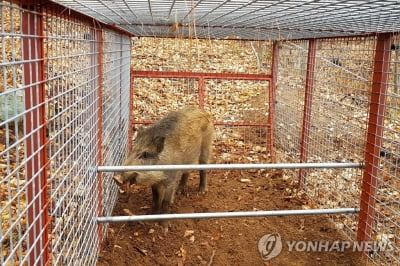 인천 계양구서 6일간 야생 멧돼지 4차례 출몰…주민 불안