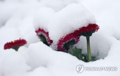 강원 대부분 밤부터 눈 '펑펑'…16일까지 최대 70㎝