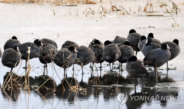 전국 구름 많고 밤부터 중부지방 눈…낮 최고 -1∼7도