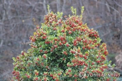 완도군, 호랑가시나무숲 조성…"향토 수종 확대"