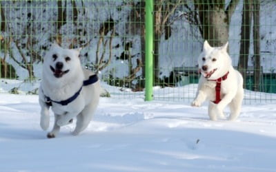 文 반환 풍산개 곰이·송강이…"광주 잘 정착, 건강해져"