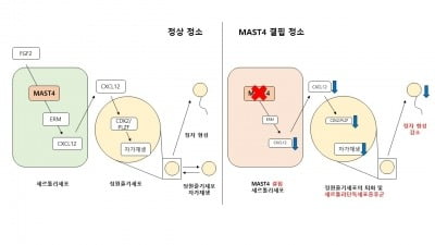 메드팩토 “남성 불임 예방·치료 연관 단백질 작용기전 규명”