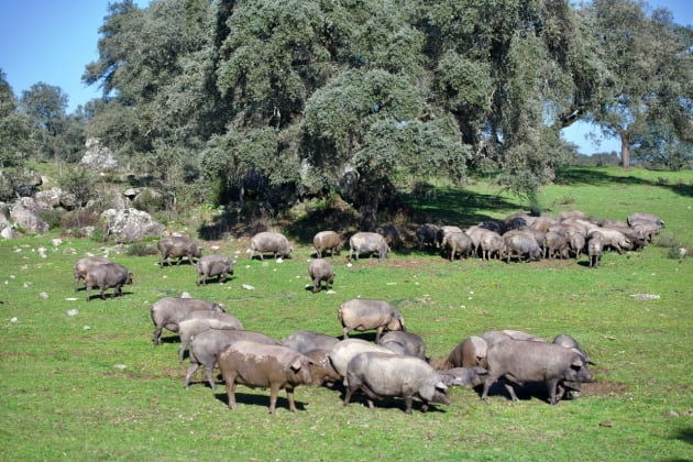 한화가 직영하는 스페인 세비아 북부 시에라 모레나(Sierra Morena) 국립공원 내 이베리코 농장. 사진=갤러리아 제공.