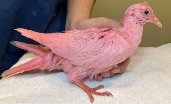 미국 뉴욕에서 분홍색 비둘기가 발견됐다. / 사진=ABC7뉴욕 캡처