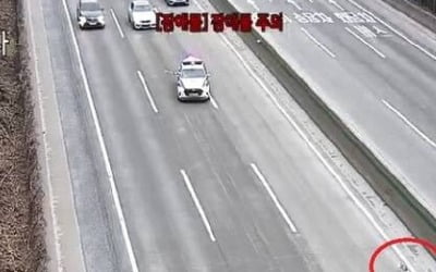 고속도로 유기견 구조작전…"운전자들 기다려준 덕분"