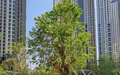 '정원이 갖고 싶었어'…서초 아파트 '3억짜리 나무'의 정체 [이현일의 아파트 탐구]