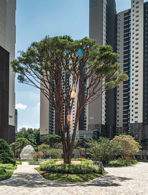 '정원이 갖고 싶었어'…서초 아파트 '3억짜리 나무'의 정체 [이현일의 아파트 탐구]