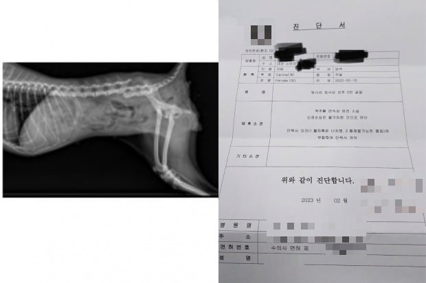 반려견의 안락사 권유를 받은 병원 진단서. ／사진＝온라인 커뮤니티 네이트판 갈무리