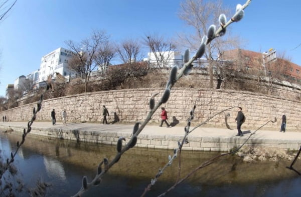 [포토] 절기상 '우수' 청계천에 핀 버들강아지