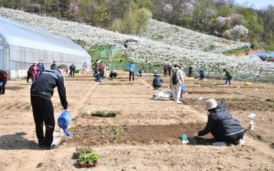 '친환경 텃밭 가꾸고 배 수확하며 힐링'…중랑구, 중랑행복농장 텃밭·배나무 분양