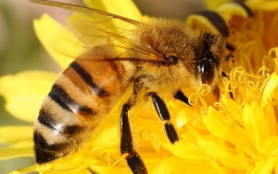 정부, 꿀벌 피해 '주범' 응애 잡는다…500억 규모 지원책도 내놔