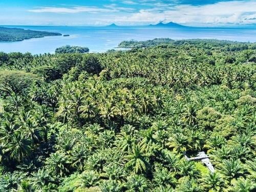 파푸아뉴기니 열대우림. /사진=연합뉴스 