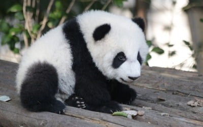 동물원서 중국산 '25살 판다' 의문사…美·中 합동 사인 조사