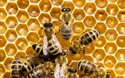 심각해진 꿀벌 실종…"올 100억마리 사라질 것"