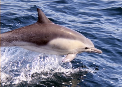 참돌고래·낫돌고래·해마, 해양보호생물 지정