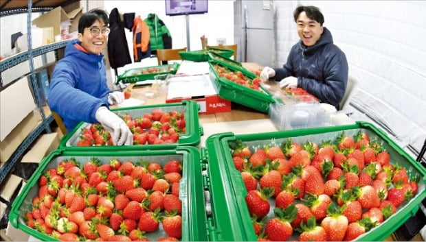 [포토] 청년농부 딸기 맛 보이소 