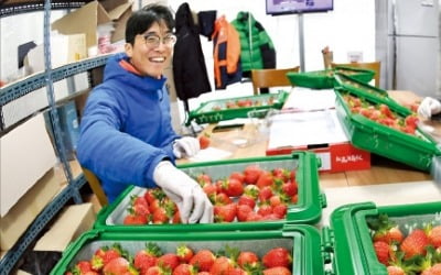 [포토] 청년농부 딸기 맛 보이소 