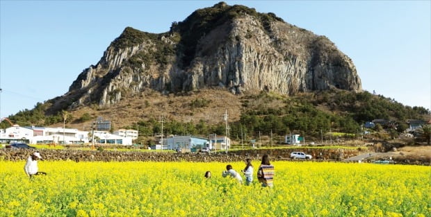 [포토] 유채꽃 활짝 핀 제주도 