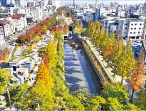 연간 1000만 명이 넘는 관광객이 몰리는 포항 철길숲. 