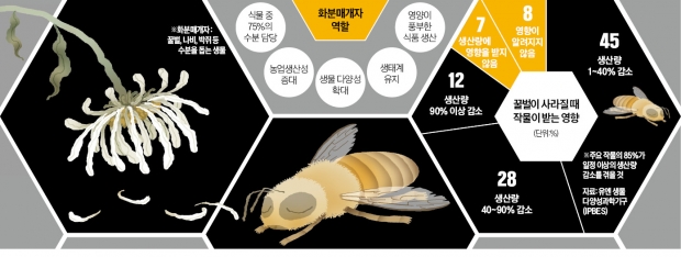 강원까지 북상한 '꿀벌 실종'…농산물값 폭등 부르나