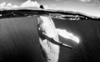 [이 아침의 사진가] 우영우도 감동 받았다…놀라운 혹등고래 사랑 