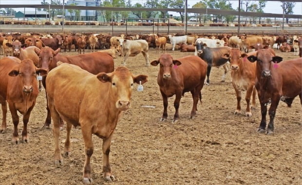 호주 브리즈번 인근에 있는 축산기업 나프코의 와이누이비육장에선 가축의 트림 등 메탄 발생을 80% 줄이는 사료 첨가제(아래의 작은 사진)를 사용해 소를 키운다.  /브리즈번=강진규 기자 