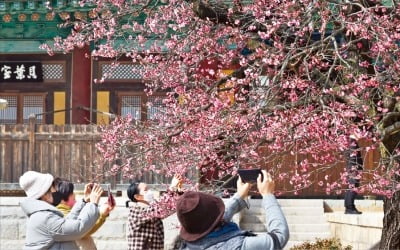 [포토] 다시 희망의 봄…홍매화가 활짝 피었습니다