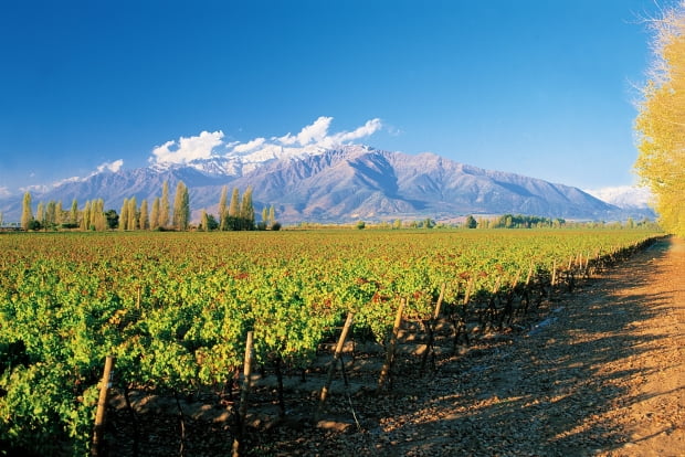 칠레 고급 와인을 견인하고 있는 푸엔테 알토 지역 (사진= 비냐 콘차이토로(Viña Concha Y Toro))
