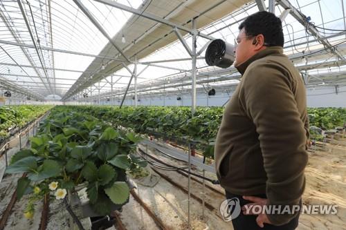 "방울토마토 한달 난방비 700만원" 기름값 폭등, 농어가 직격탄