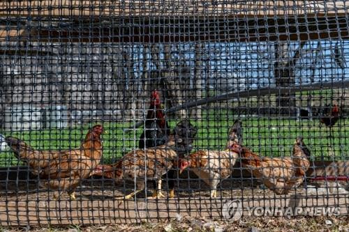 "계란 너무 비싸 집에서 닭 키운다"…미국서 '귀한 몸' 된 닭