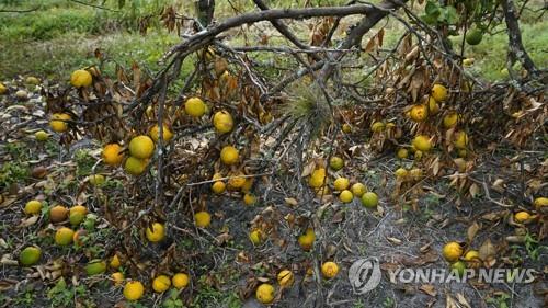 오르는 오렌지주스 값…"플로리다 수확량 90년만의 최악"