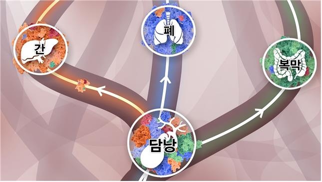 "정상세포가 담낭암 되는 '돌연변이의 진화' 규명"