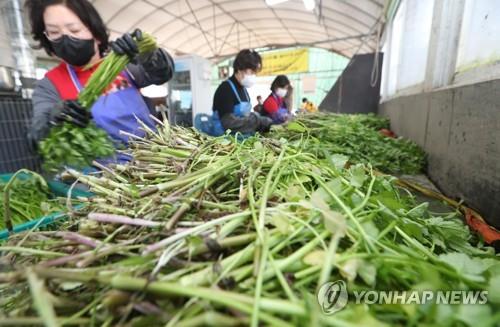 "남녘에는 벌써 향긋한 봄소식"…양산 원동 미나리축제 개막