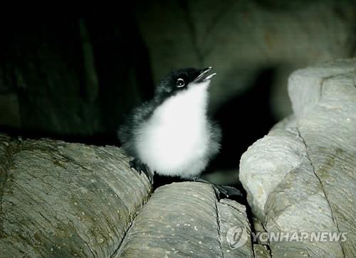 [길고양이 논쟁] ④'공존' 해법은…타깃 중성화·돌봄지침 시급