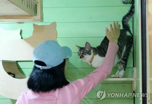 [길고양이 논쟁] ④'공존' 해법은…타깃 중성화·돌봄지침 시급